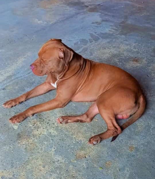 Hulk, pitbull que foi morto a pauladas em Pompeia